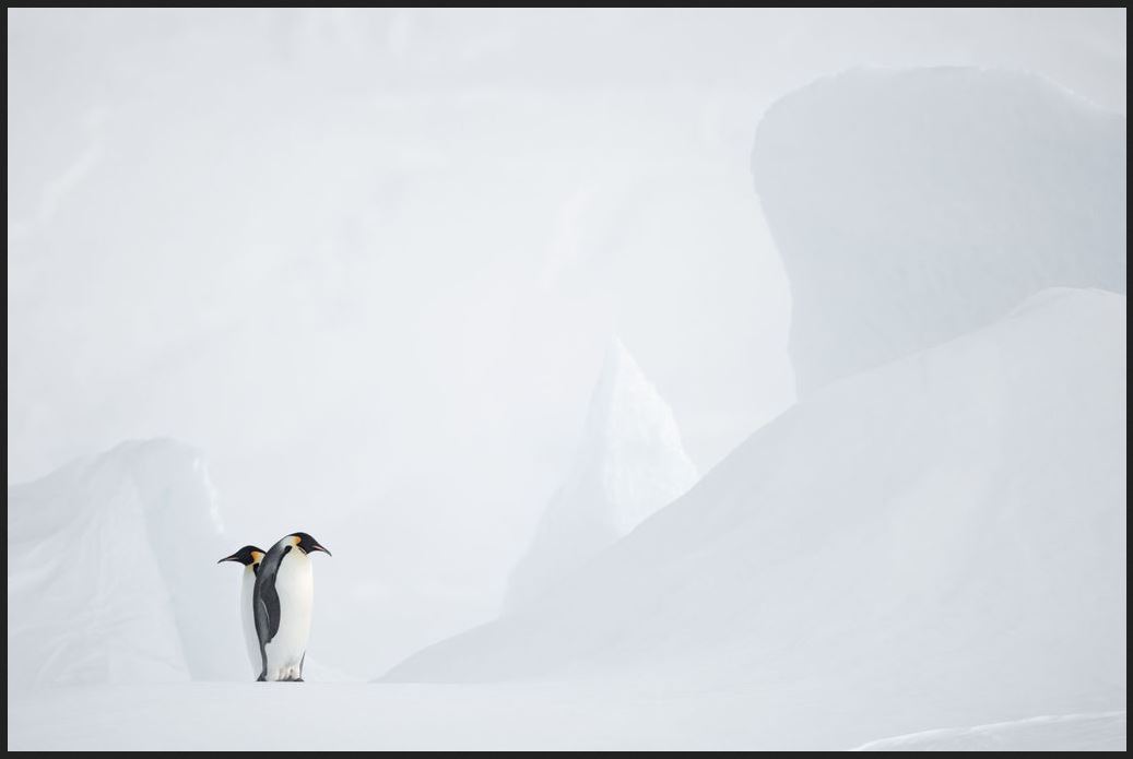 munier arctique munier arctique